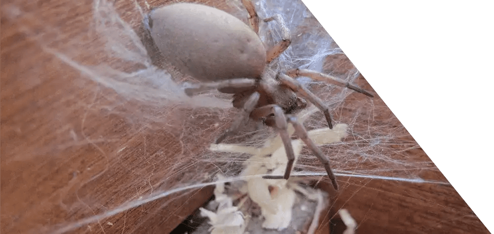 No Hassle High Output Development